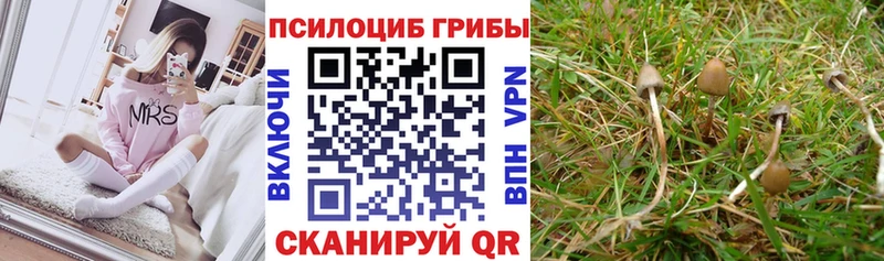 купить наркотик  мориарти состав  Галлюциногенные грибы Psilocybine cubensis  Краснодар 